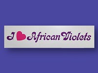 I Love African Violets Bumper Sticker I Love African Violets Bumper Sticker